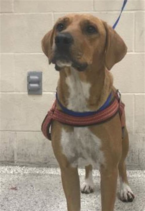Photo of Patsy, adoptable Black Mouth Cur in Conroe, Texas