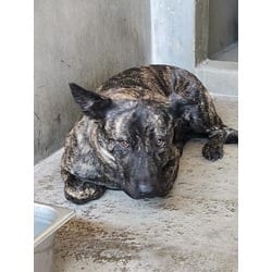 Photo of Penny, adoptable German Shepherd Dog in San Bernardino, California