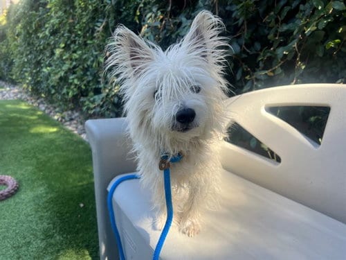 Photo of Elliot, adoptable West Highland White Terrier Westie in San Jose, California