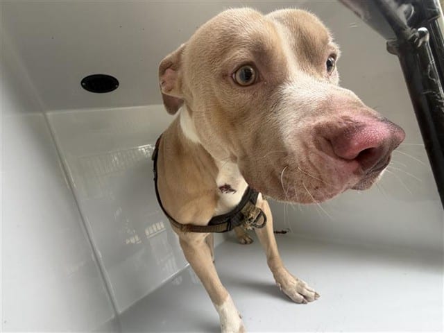 Photo of Senior Pit Bull Terrier, adoptable Pit Bull Terrier in Houston, Texas