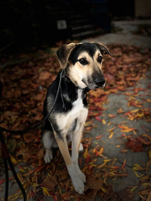 Photo of Jude, adoptable German Shepherd Dog in Hayward, California