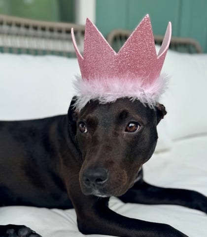 Photo of Missy, adoptable dog in Atlanta, Georgia