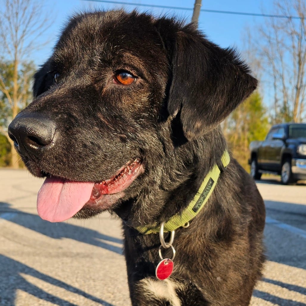 Photo of Grinchy, adoptable Mixed Breed (Large) in St. Louis, Missouri