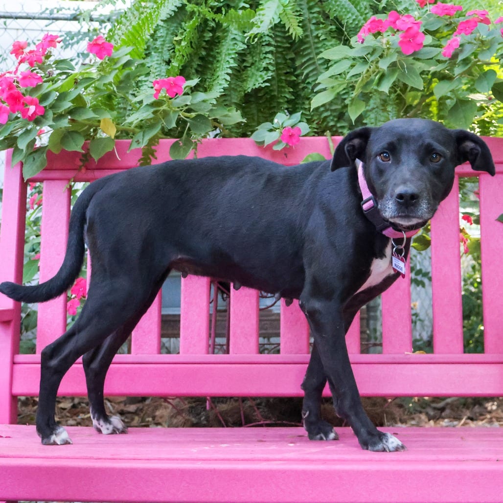 Photo of Maggie, adoptable Retriever, Labrador in Wake Forest, North Carolina