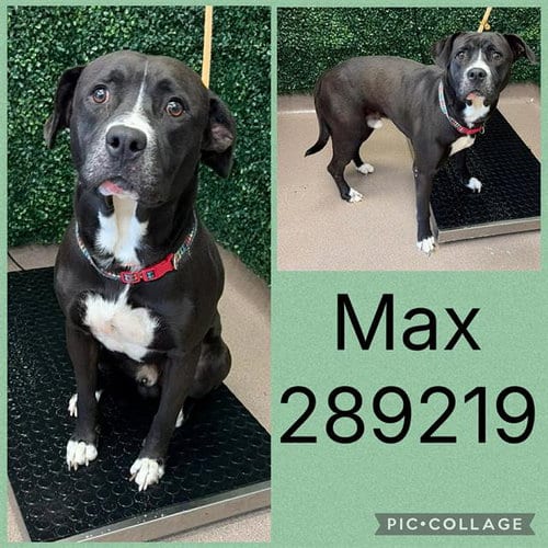 Photo of Max, adoptable Labrador Retriever in Macon, Georgia