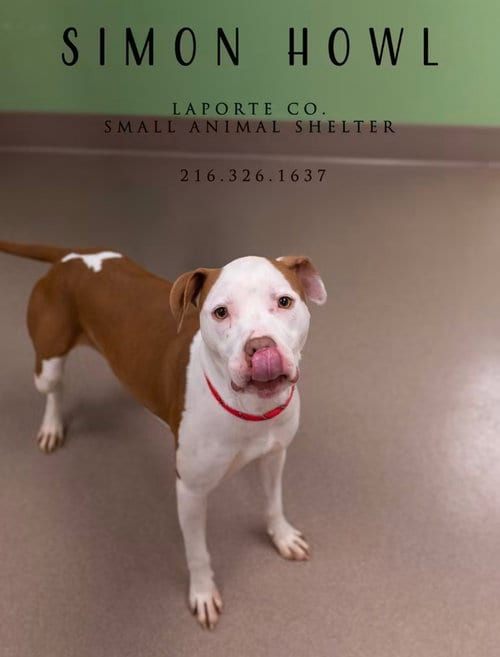 Photo of Simon Howl, adoptable Pit Bull Terrier in La Porte, Indiana