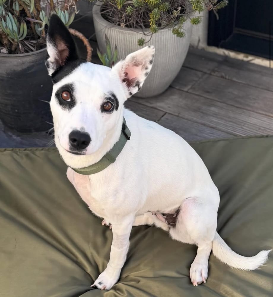 Photo of Frankie, adoptable Pit Bull Terrier in Eugene, Oregon