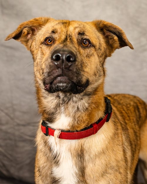 Photo of Lando, adoptable German Shepherd Dog in Clinton, Oklahoma