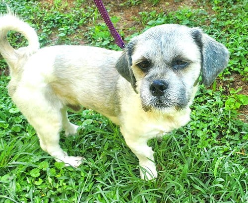 Photo of Presley, adoptable Shih Tzu in Sussex, New Jersey
