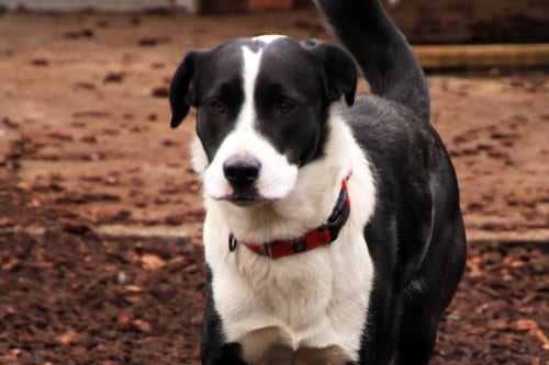 Photo of Skippy, adoptable Husky in Sequim, Washington