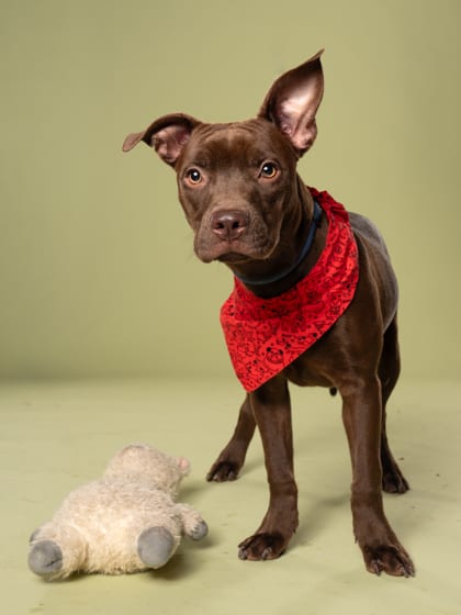 Photo of Adelaide, adoptable dog in Atlanta, Georgia