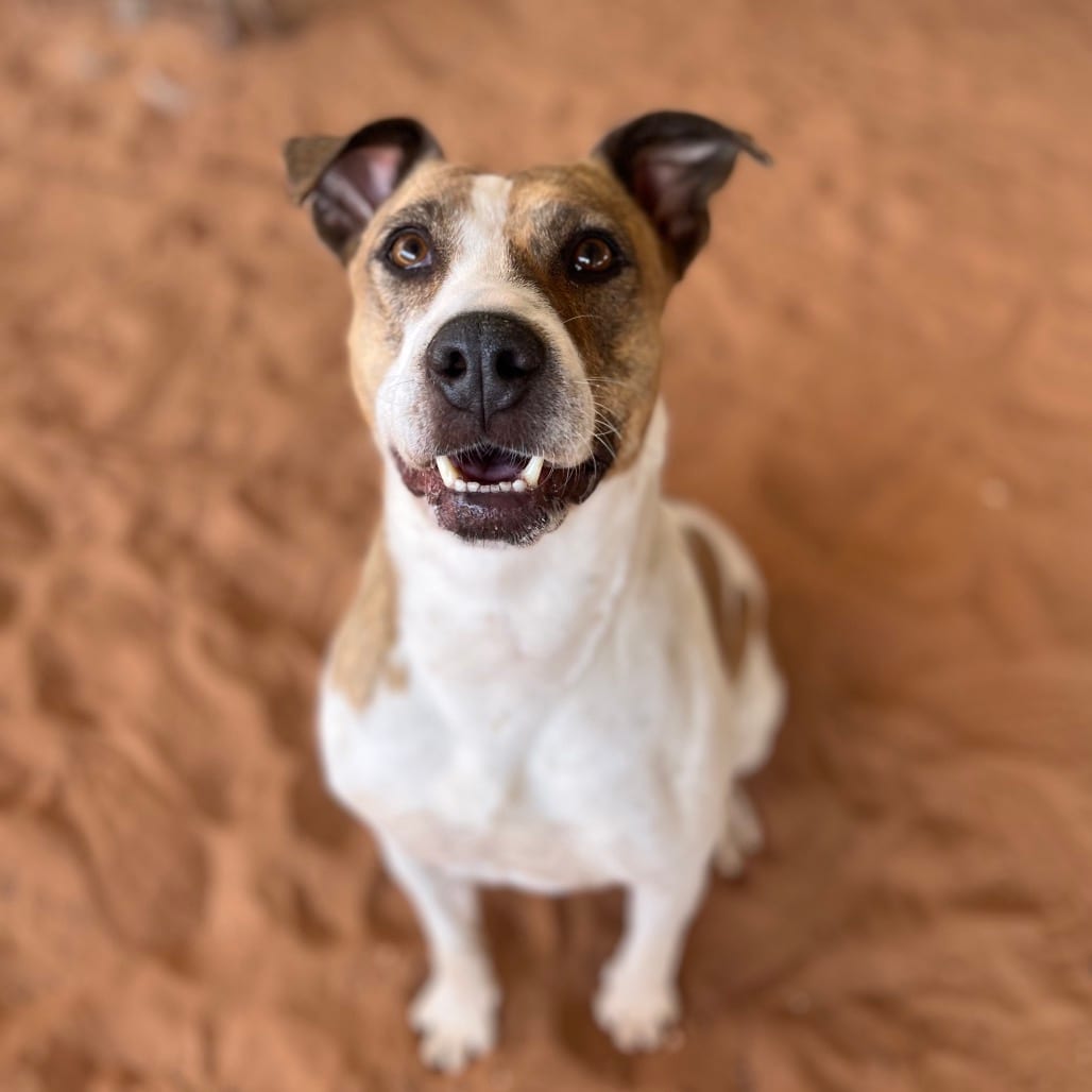 Photo of Morrisey, adoptable Terrier, American Pit Bull / Mix in Kanab, Utah