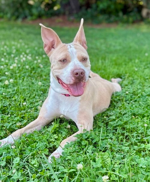 Photo of Didi, adoptable American Pit Bull Terrier in Spring Lake, New Jersey