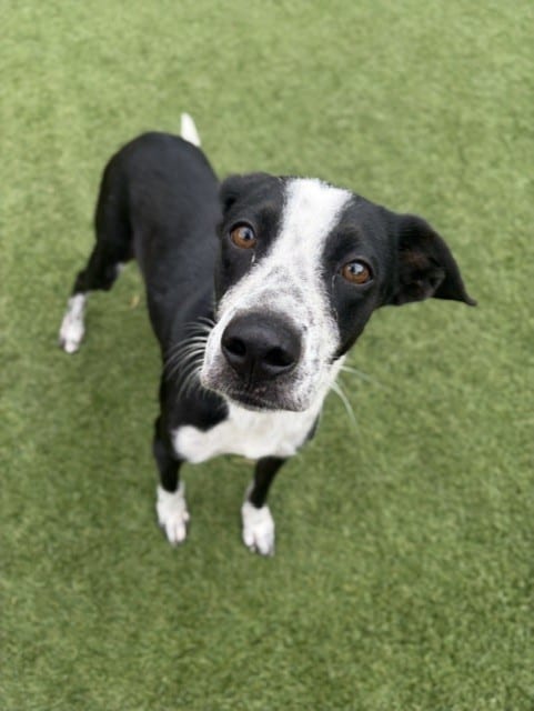 Photo of Luna, adoptable Mixed Breed