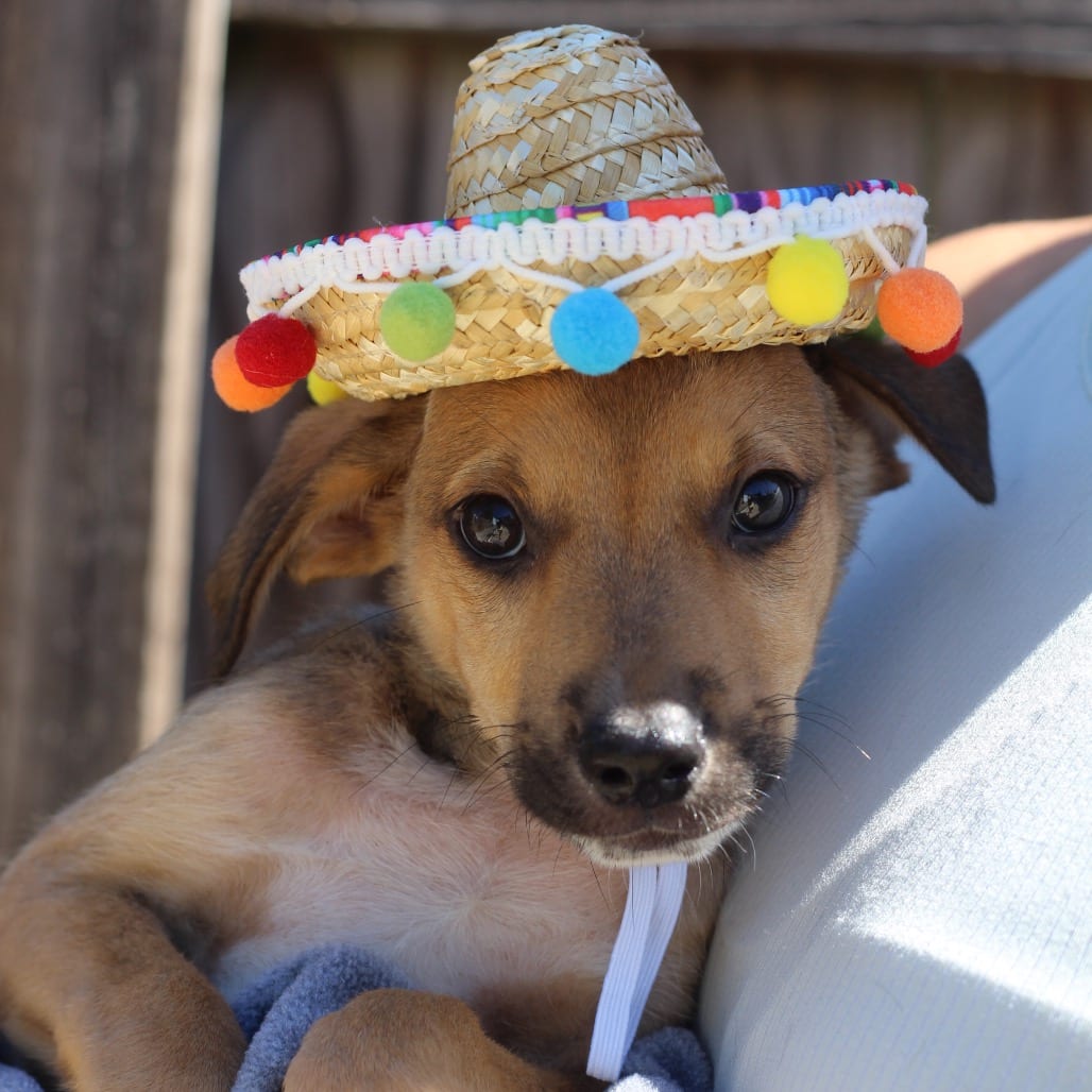 Photo of Thorn, adoptable Shepherd / Terrier, Pit Bull in Starkville, Mississippi