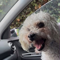 Photo of Bellmont, adoptable Miniature Poodle in Beverly Hills, California