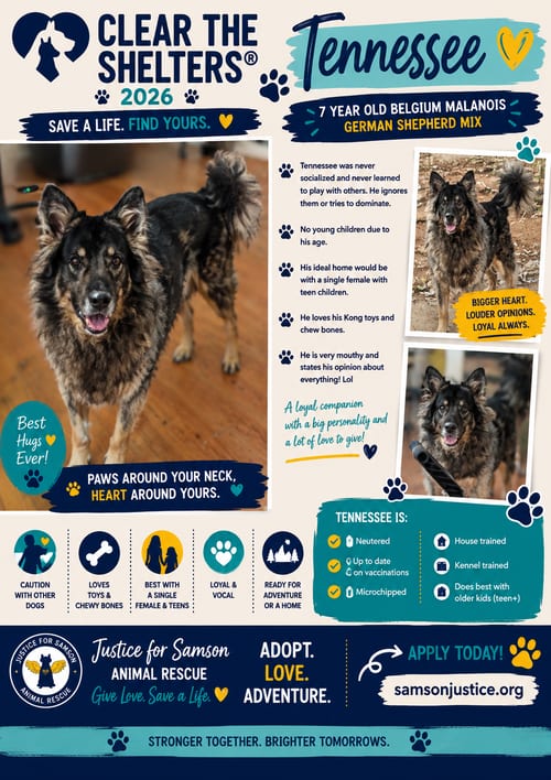 Photo of Tennessee, adoptable German Shepherd Dog in Orange Grove, Texas