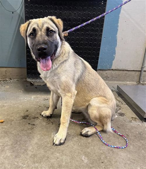 Photo of A887906, adoptable Anatolian Shepherd in Camarillo, California