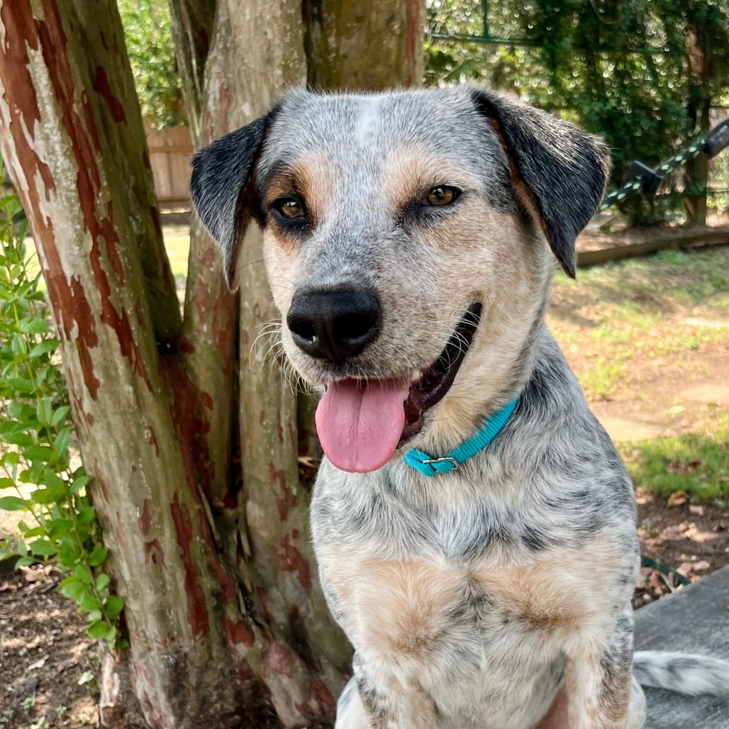 Photo of E.L.F., adoptable Cattle Dog, Australian (Blue Heeler) in Houston, Texas