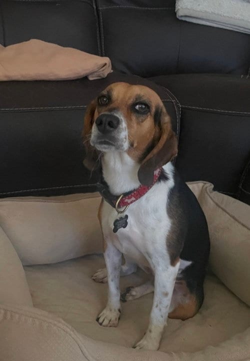 Photo of Monroe, adoptable Beagle in Las Vegas, Nevada