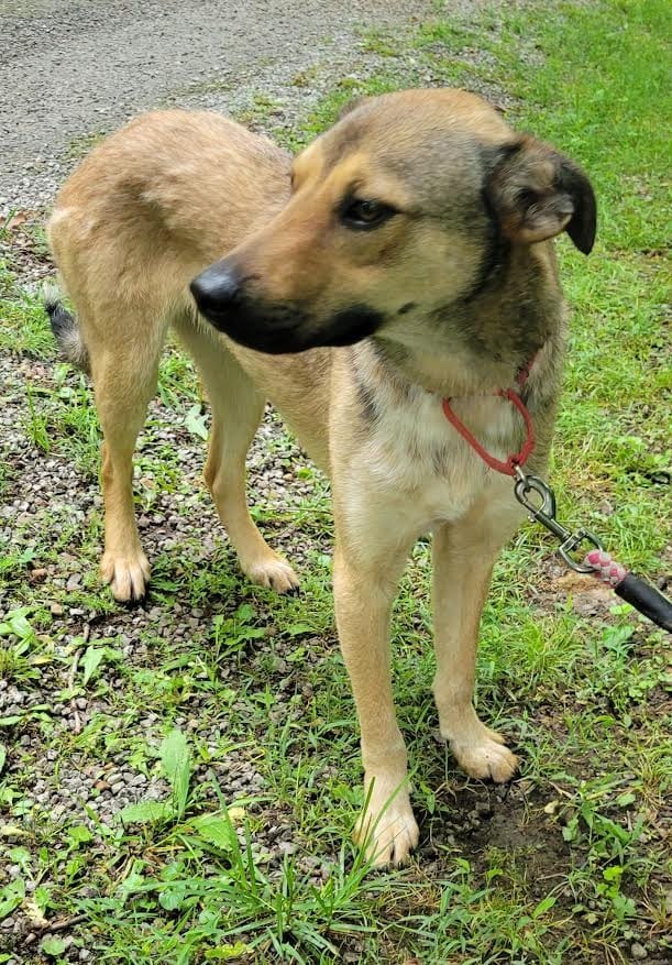 Photo of Hugh, adoptable German Shepherd Dog in Crossville, Tennessee