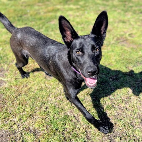 Photo of Azabache, adoptable Shepherd in Oakland, California