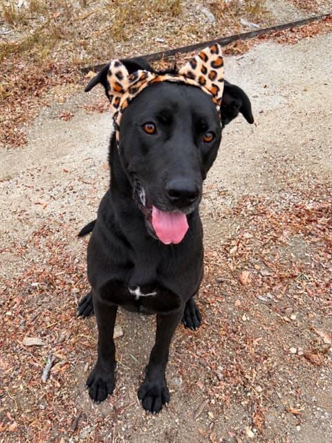 Photo of Nova, adoptable Cane Corso Mastiff in Lompoc, California