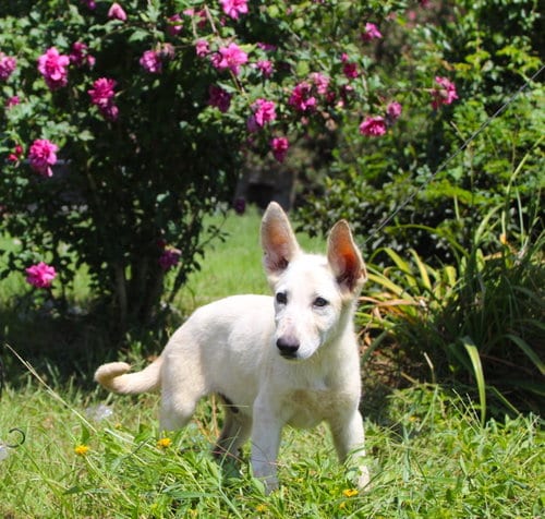Photo of Koda-12/16 weeks-Spay Contract Required $425, adoptable German Shepherd Dog in Holly Hill, South Carolina