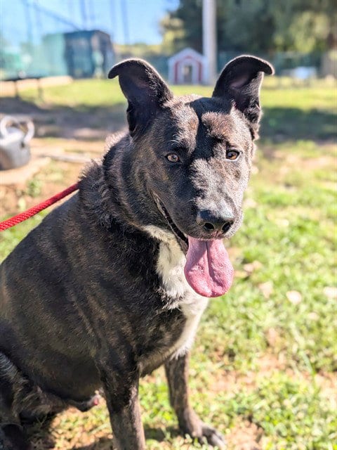 Photo of Draco, adoptable Dutch Shepherd in St Peters, Missouri