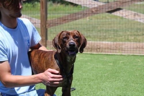 Photo of Smokey, adoptable Plott Hound in Chestertown, Maryland