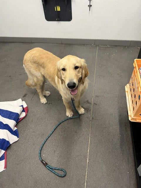 Photo of Sourdough, adoptable Golden Retriever in Mesa, Arizona