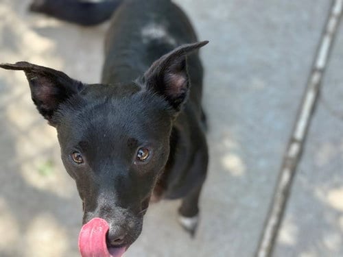 Photo of Don, adoptable Pit Bull Terrier in Tulsa, Oklahoma