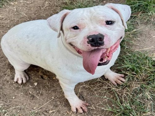Photo of Momoa, adoptable Staffordshire Bull Terrier in Houston, Texas