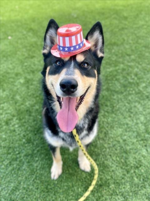 Photo of Chestor, adoptable Siberian Husky in Los Angeles, California