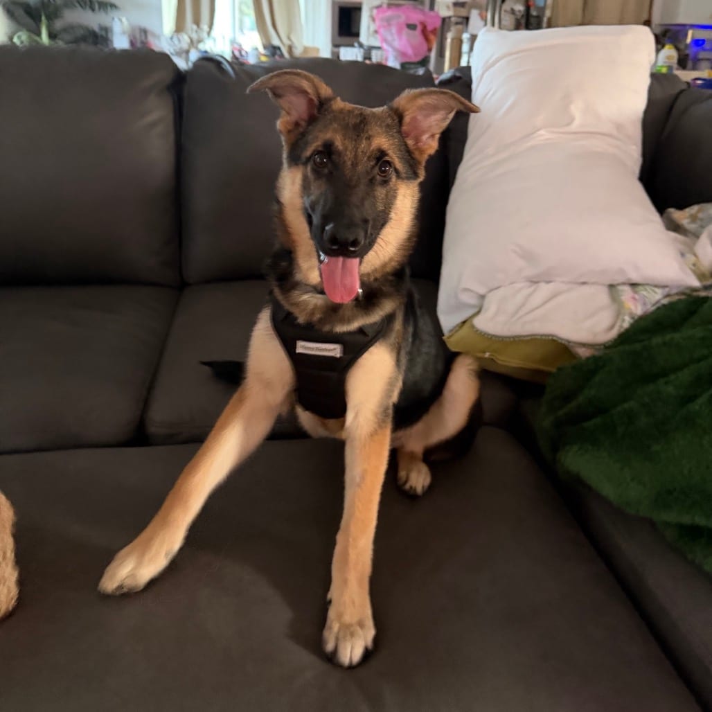 Photo of Leroy, adoptable Shepherd, German / Mixed Breed (Medium) in Alma, Wisconsin