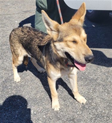 Photo of Sweetie, adoptable German Shepherd Dog in San Pedro, California