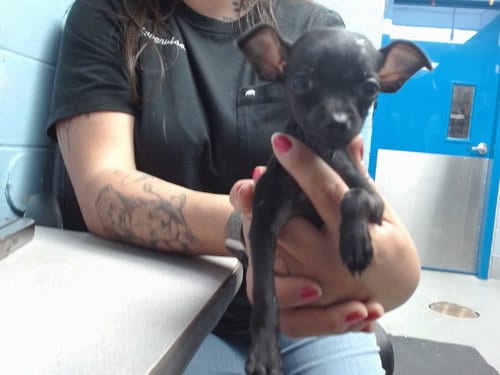 Photo of Spoink, adoptable Chihuahua in Albuquerque, New Mexico