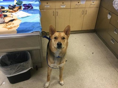 Photo of Goji, adoptable German Shepherd Dog in Riverside, California