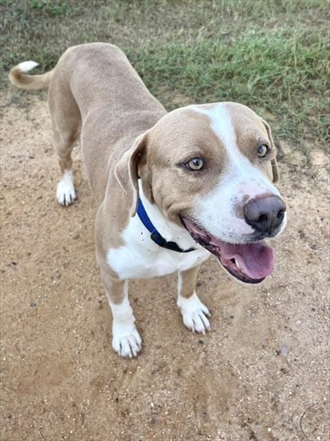 Photo of Ziggy, adoptable Pit Bull Terrier in Augusta, Georgia