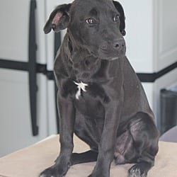 Photo of Miracle, adoptable Hound (Unknown Type) in Cleveland, Tennessee