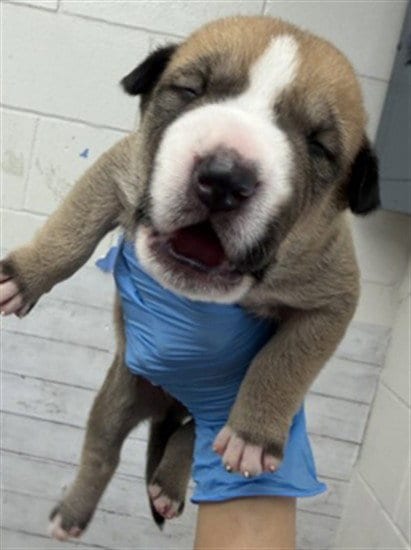 Photo of Neptune, adoptable Pit Bull Terrier in San Bernardino, California