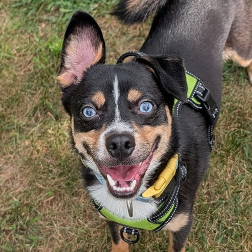 Photo of George, adoptable Unknown breed (short coat) in Normal, Illinois
