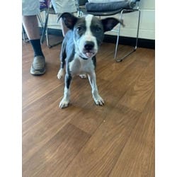 Photo of Blue, adoptable American Pit Bull Terrier in Baton Rouge, Louisiana