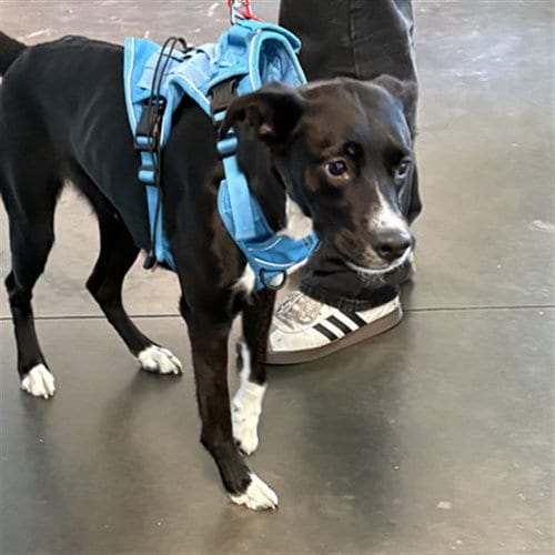 Photo of Mia, adoptable Boxer in Chatsworth, California