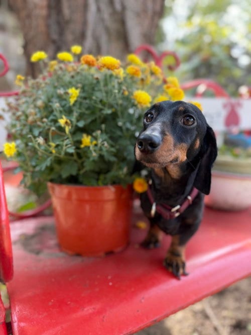 Photo of Dean, adoptable Dachshund in Sioux Falls, South Dakota