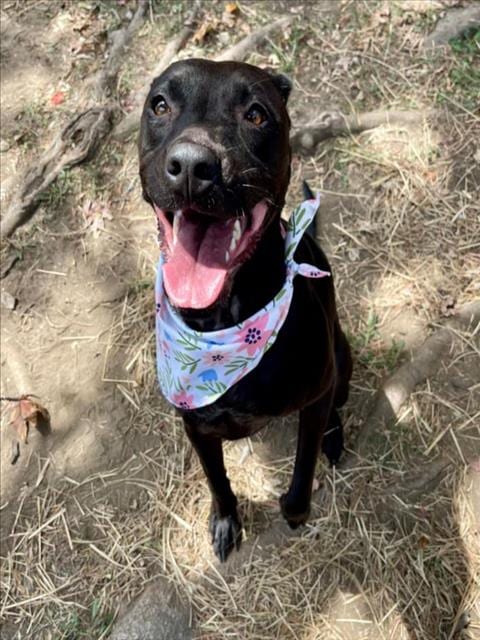 Photo of Dixie, adoptable Labrador Retriever in Tulsa, Oklahoma