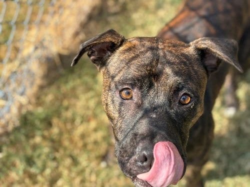 Photo of Bowser, adoptable Pit Bull Terrier in Tulsa, Oklahoma