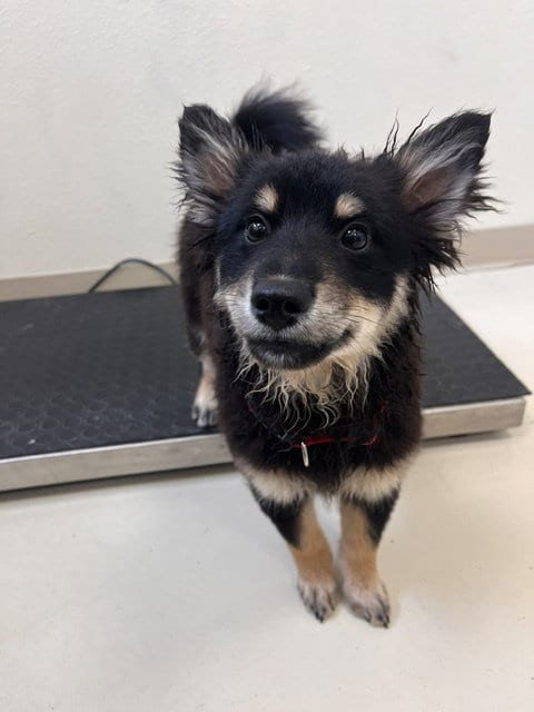 Photo of Teddy, adoptable Terrier in Webster, Wisconsin