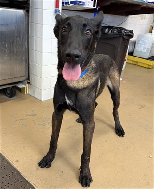 Photo of Maximus, adoptable Belgian Shepherd Malinois in Chula Vista, California