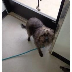 Photo of Nami, adoptable Mixed Breed (Medium) in New Castle, Delaware